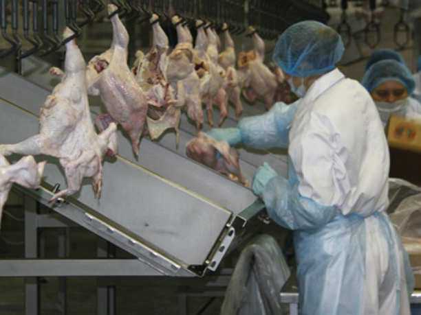 Полмиллиона больных гриппом птиц экстренно уничтожили на фабрике под Ростовом