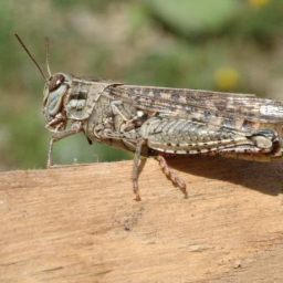 В Ростовской области объявлен режим повышенной готовности из-за нашествия саранчи