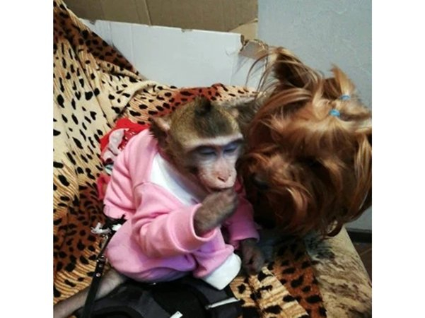 За 120 тысяч рублей продают обезьяну в Таганроге