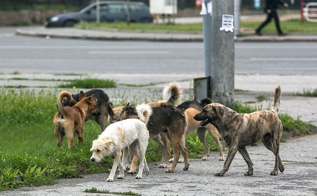 Власти Ростова сократили финансирование отлова бездомных животных