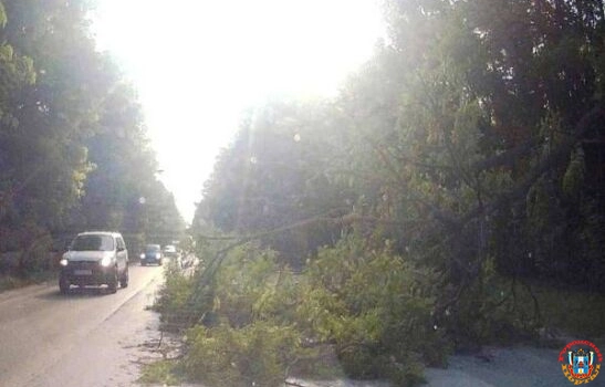 В Ростове упавшее дерево перегородило проезжую часть в Александровке