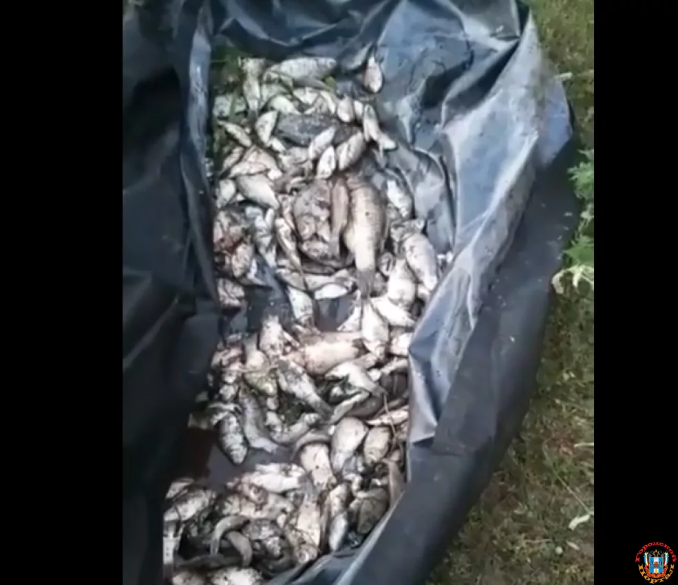 В&nbsp;Ростове в&nbsp;реке Темерник массово погибла рыба