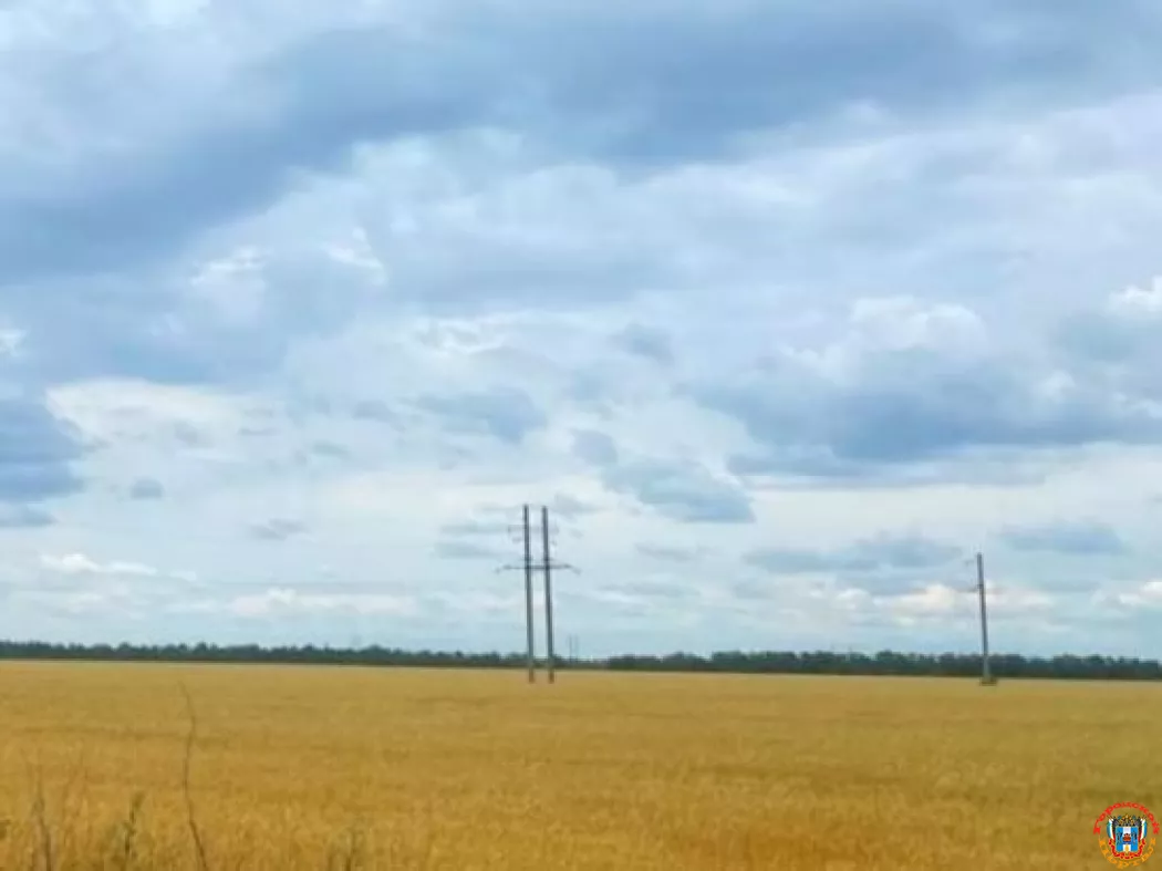 В Ростовской области прогнозируют неурожай подсолнечника из-за засухи