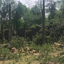 Участок лесопитомника в Ростове оказался в частной собственности