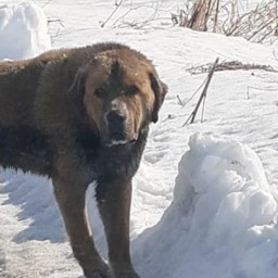 За день собаки покусали двух детей из одной семьи на Сахалине