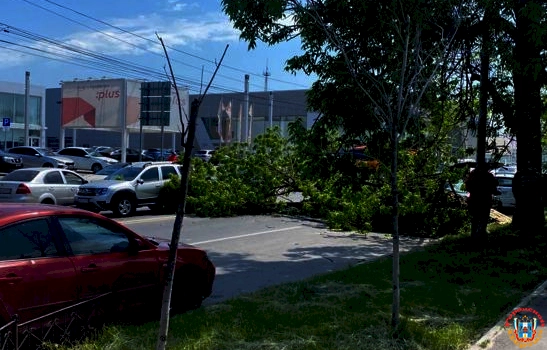 В Ростове упавшее из-за сильного ветра дерево перегородило проезжую часть на Театральном
