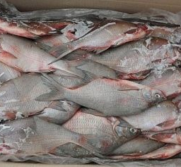 Вобла в Чалтырь не доплыла