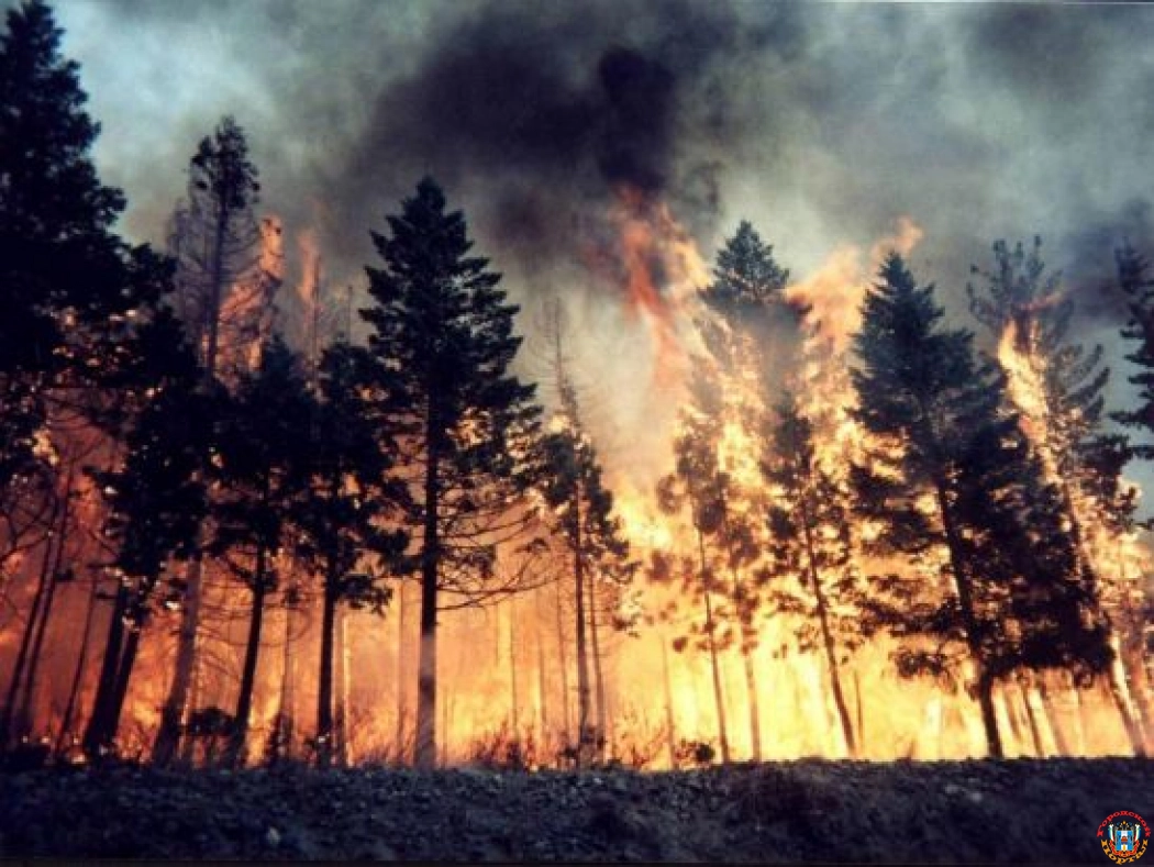 Крупный лесной пожар в Ростовской области потушили спустя 10 часов