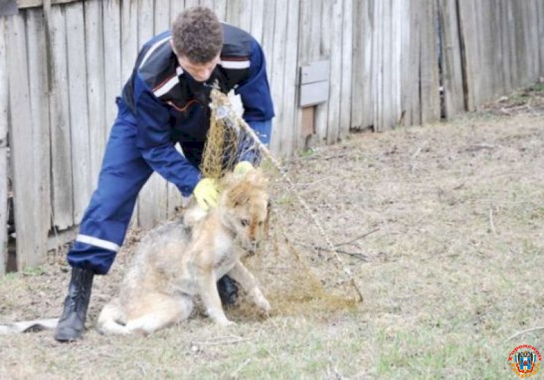 В Ростове в Левенцовке отловят бездомных собак