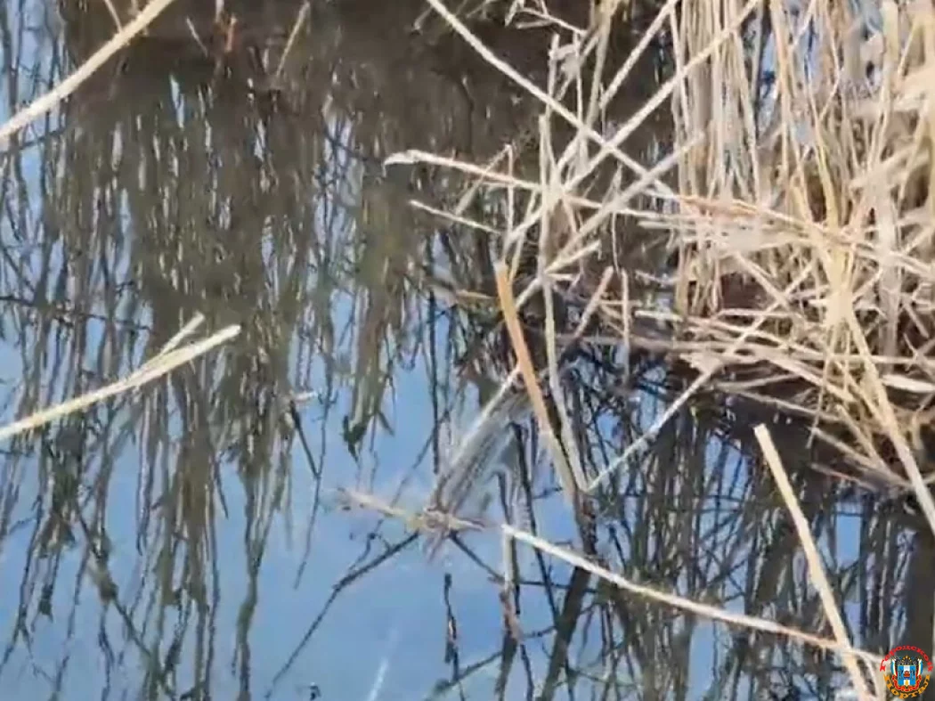 Информацию о загрязнении реки Быстрой в Морозовском районе проверит Росприроднадзор