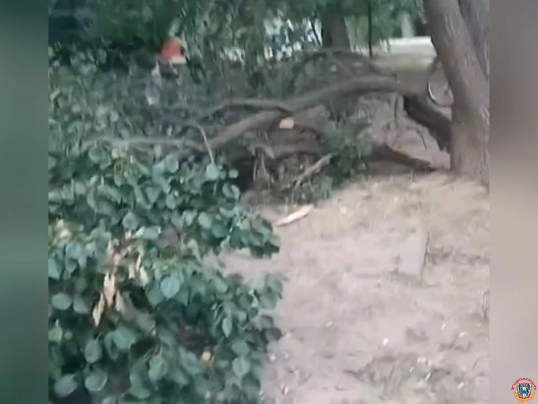 В Волгодонске ребенок едва не пострадал при падении дерева