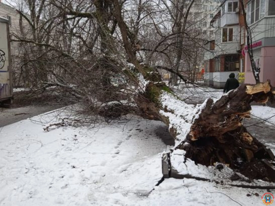 На Сельмаше в Ростове огромное дерево едва не раздавило иномарку