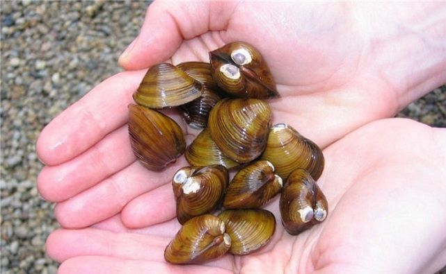 Учёные проверят съедобность поселившегося в Ростовской области нового моллюска