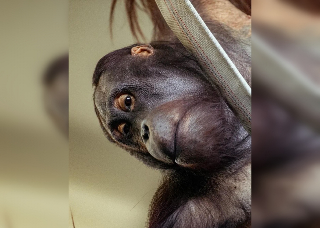 Орангутангу Цезарю из Ростовского зоопарка исполнилось 11 лет
