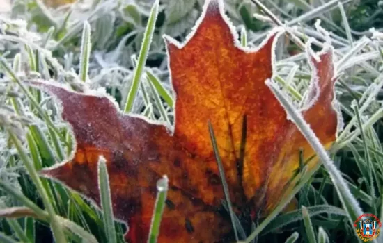 Заморозки и сильный ветер в ближайшие сутки накроют Ростовскую область