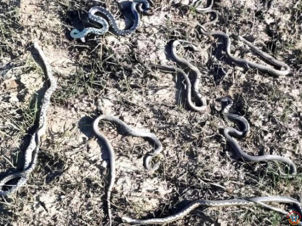 Жителей Ростова испугали десятки змей на берегу Маныча