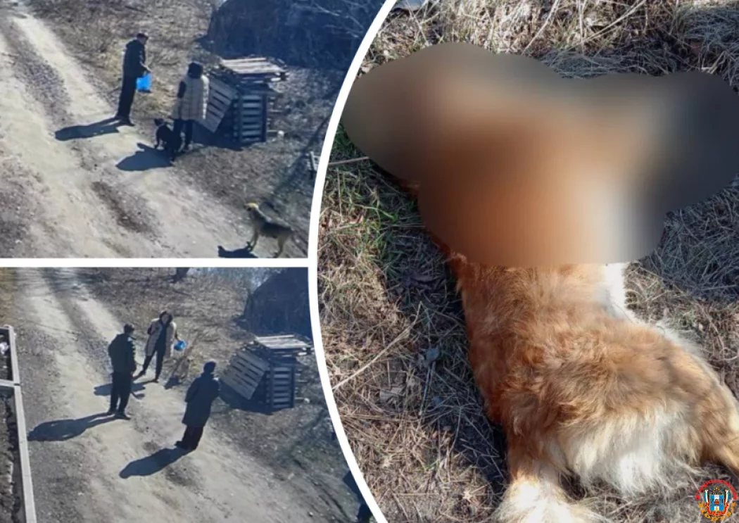 10 собак отравил наркокурьер в Ростовской области