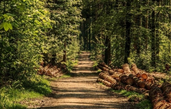 Федеральные власти назвали состояние лесов в Ростовской области удручающим