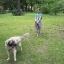 В Ростове почти два месяца ищут крупную и пугливую собаку Джесси 0