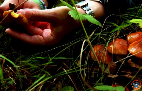 Житель Ростовской области отравился грибами