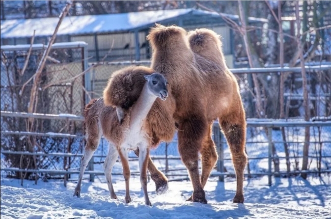 Трогательную историю дружбы верблюда и гуанако рассказали в ростовском зоопарке