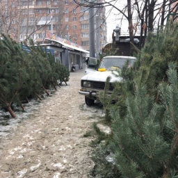 Продавцов елок проверяют по всей области