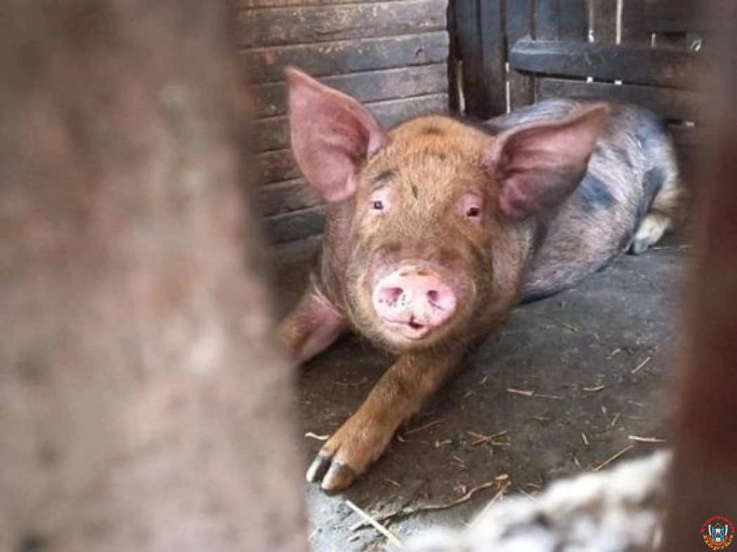 Очаг африканской чумы свиней выявили в Ростовской области