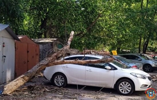 В Ростове упавшее из-за сильного ветра дерево повредило три легковушки