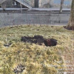 Неизвестные украли недавно посаженную голубую ель в центре Ростова