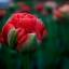 Ростов в цвету: на Театральной площади донской столицы распустились тюльпаны 0