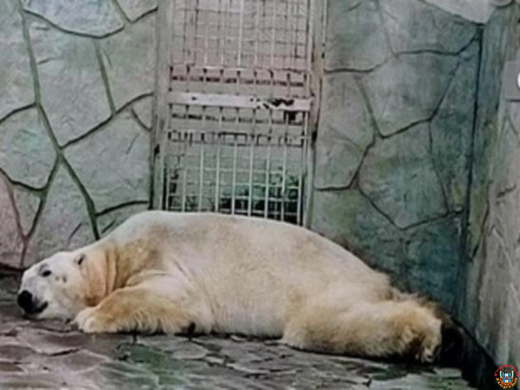 В Ростовском зоопарке ответили на жалобы о «болезненном» виде белого медведя