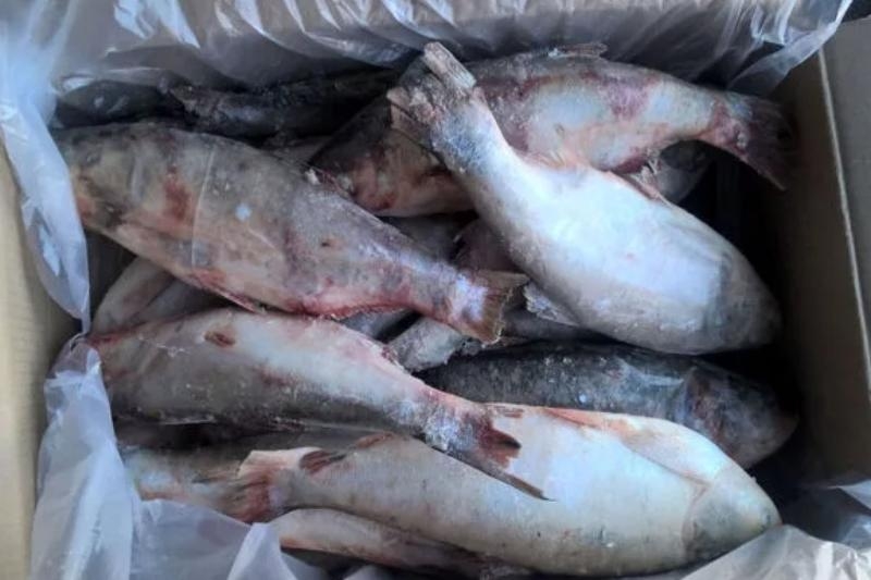 В Ростовской области в партии мороженой рыбы нашли зеленку