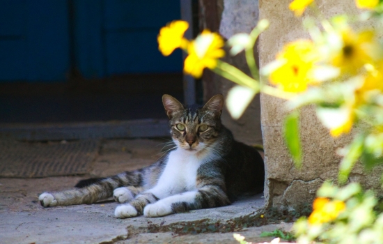 В Ростове будет ясная и жаркая погода 25 августа