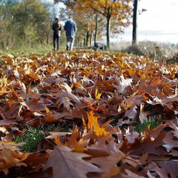 В Ростовской области массово начали штрафовать за неубранную опавшую листву