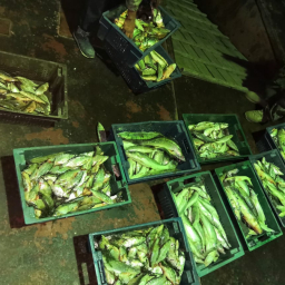 В Ростовской области задержали браконьеров с рыбой на три миллиона рублей