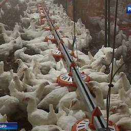 В Каменском районе сняли карантин по гриппу птиц