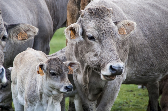 На ферме в Ростовской области коровы заболели бруцеллезом