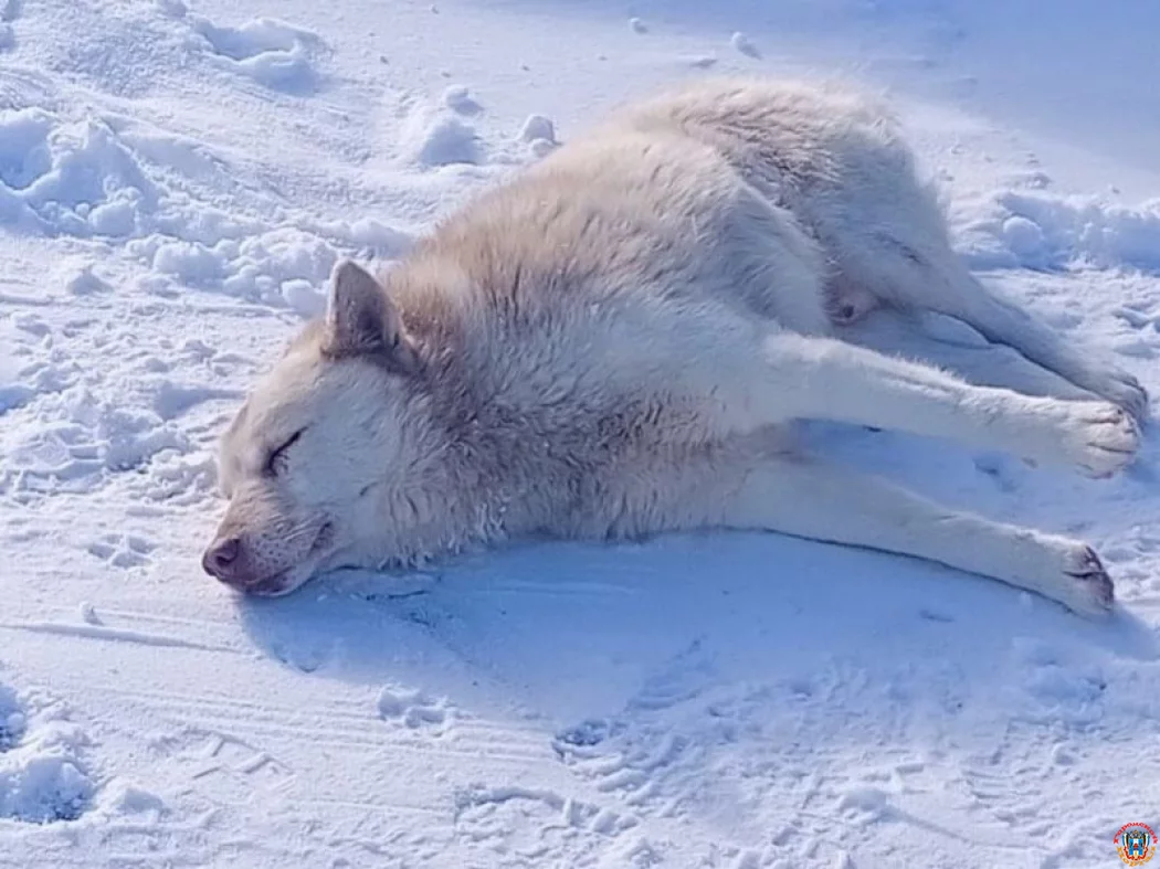 Расстреляли и бросили в сугробах: в Азове спасают метиса хаски с пулей в позвоночнике