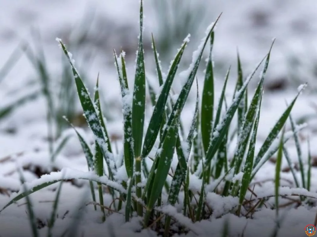 Снежный щит: аномальные осадки спасли озимые культуры Ростовской области от вымерзания