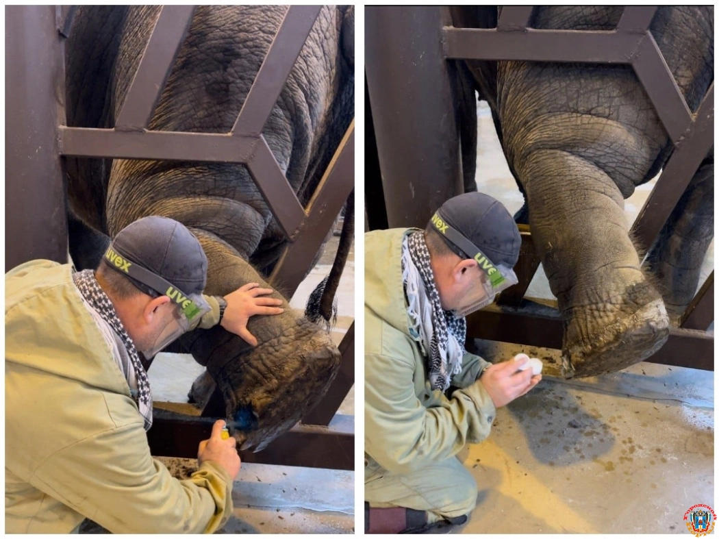 В Ростовском-на-Дону зоопарке рассказали, зачем делают педикюр слонам