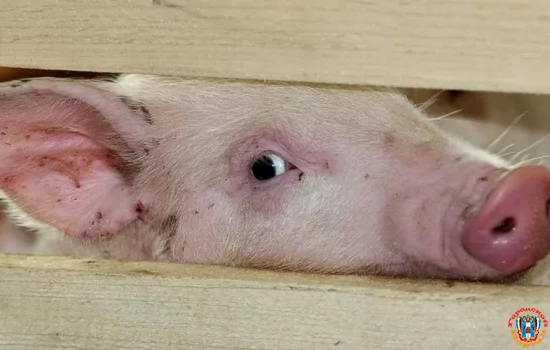 Карантин по африканской чуме свиней сняли в двух районах Ростовской области