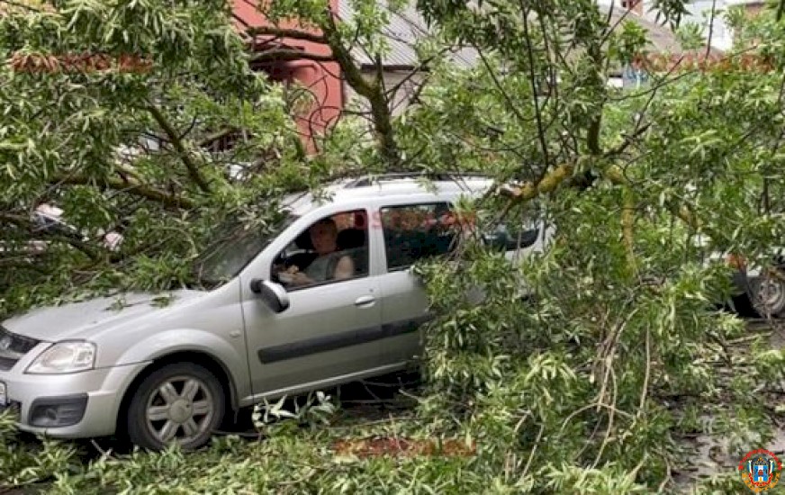 В Ростове огромное дерево повредило пять легковушек
