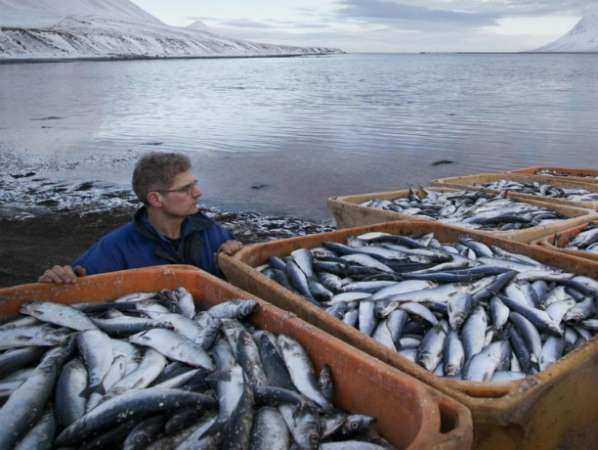 Санкционная исландская рыба не доплыла до прилавков магазинов Ростова