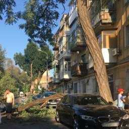 Элитную иномарку повредило упавшее дерево в Ростове