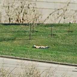 Загорающий в одних трусах на «зеленом островке» у проезжей части мужчина удивил жителей Ростова