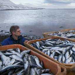 Санкционная исландская рыба не доплыла до прилавков магазинов Ростова