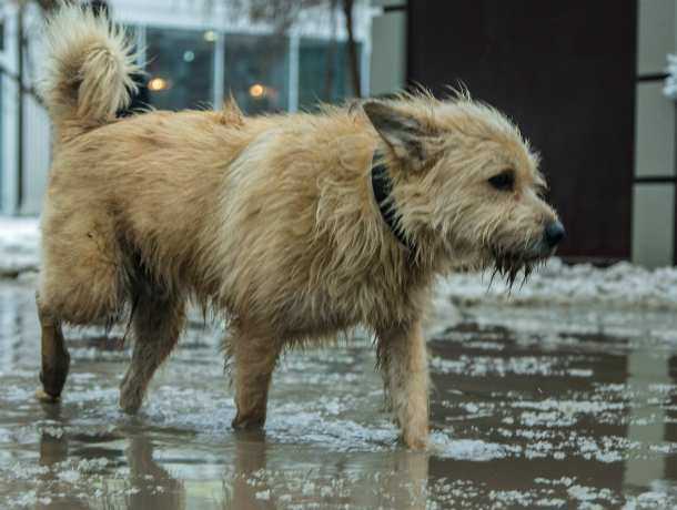 Собачьего "киллера" наняли горожане в Ростовской области чтобы убить покалеченную собаку