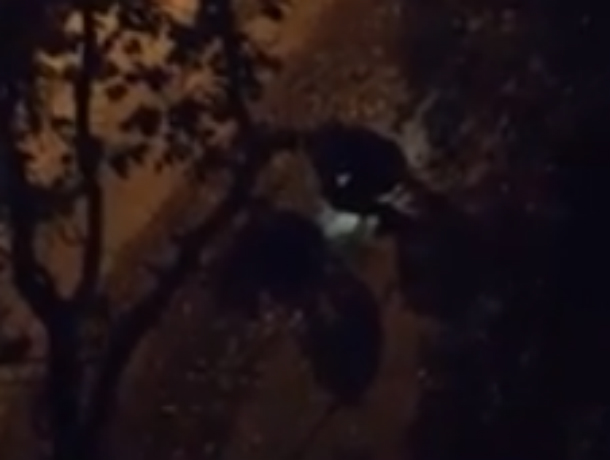 Перекопавшие двор многоэтажки с фонариком ночные кладоискатели в Ростове попали на видео