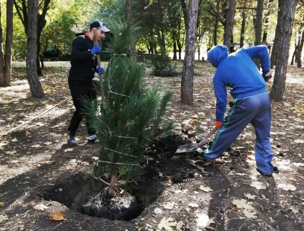 Власти Ростова определили места для высадки деревьев и кустарников 9 апреля