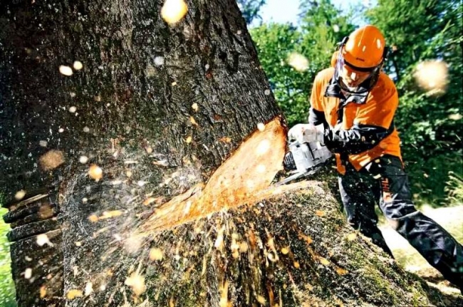 «Газпром» вырубит 147 деревьев в левобережной части Ростова